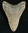 Inch Megalodon Tooth - Carolinas #5186-2